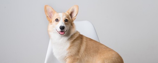 狗狗币是什么东西