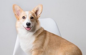 狗狗币是什么东西